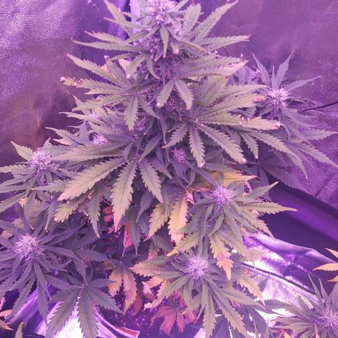 Auto Mazar growlog timeline photo