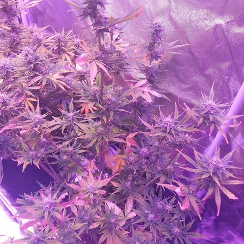 Think Big II growlog timeline photo
