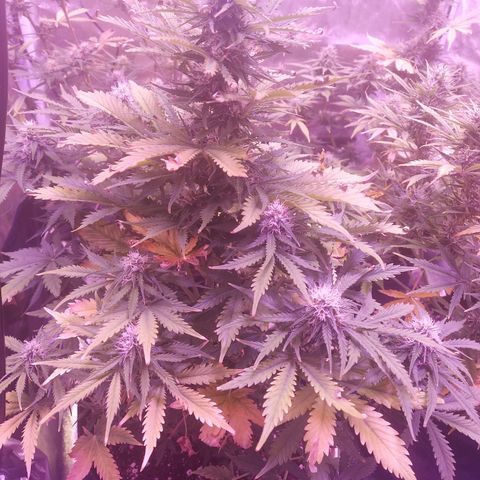 Auto Mazar growlog timeline photo