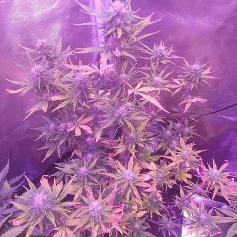 Think Big II growlog timeline photo