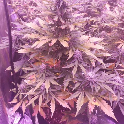 Auto Mazar growlog timeline photo