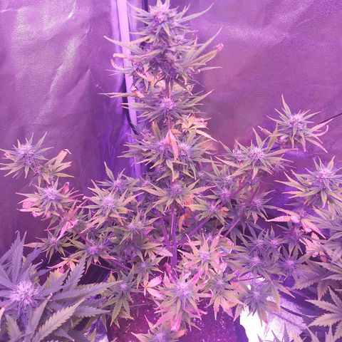 Think Big II growlog timeline photo