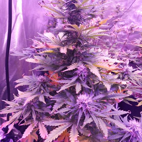 Auto Mazar growlog timeline photo
