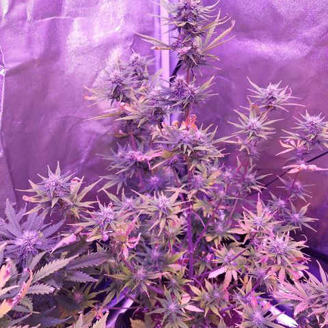 Think Big II growlog timeline photo