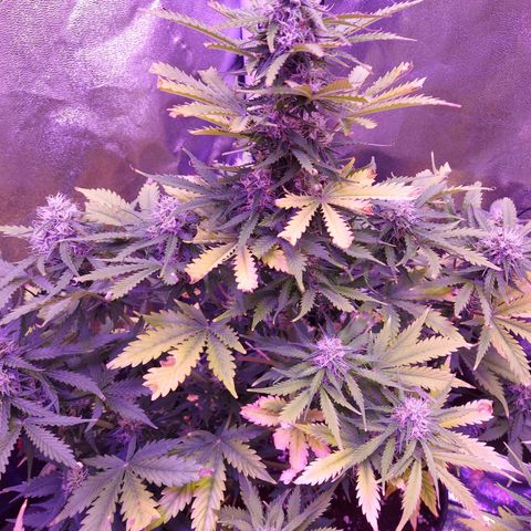 Auto Mazar growlog timeline photo