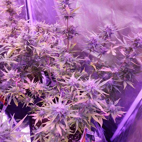 Think Big II growlog timeline photo
