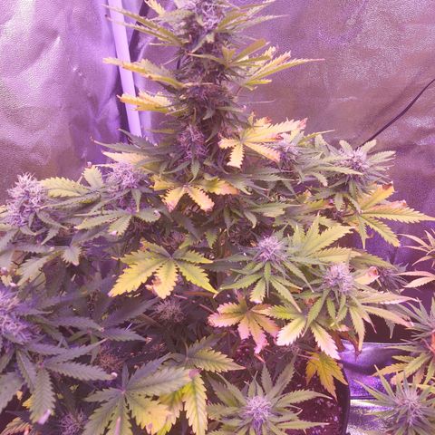 Auto Mazar growlog timeline photo
