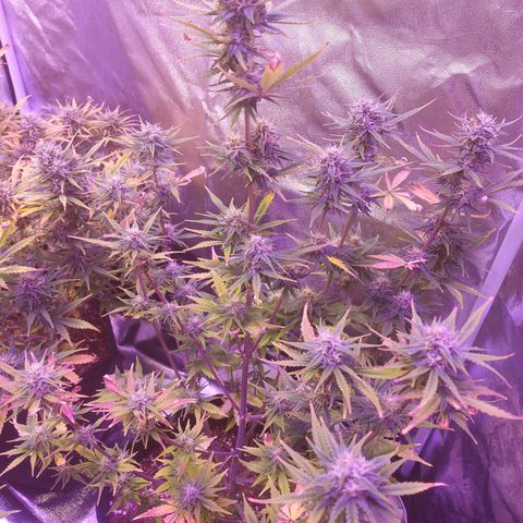 Think Big II growlog timeline photo