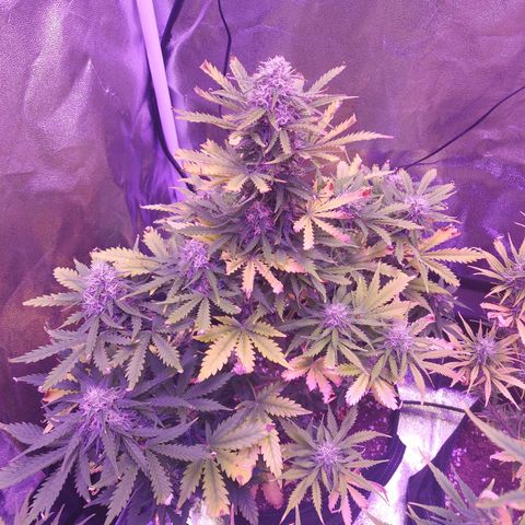 Auto Mazar growlog timeline photo