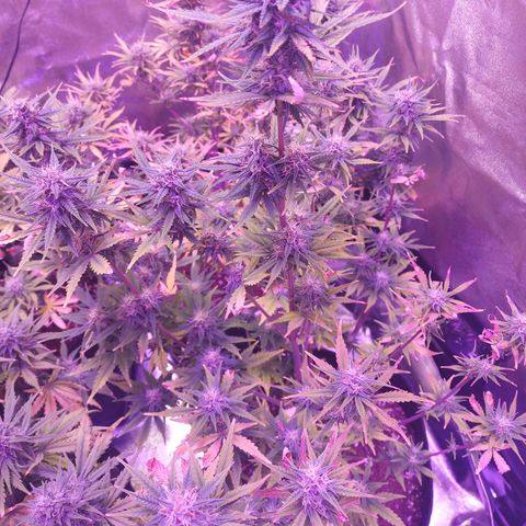 Think Big II growlog timeline photo
