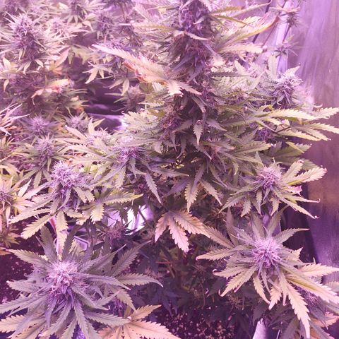 Auto Mazar growlog timeline photo