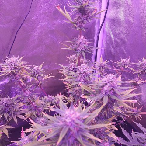 Think Big II growlog timeline photo