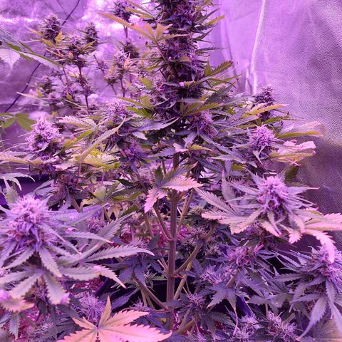 Auto Mazar growlog timeline photo