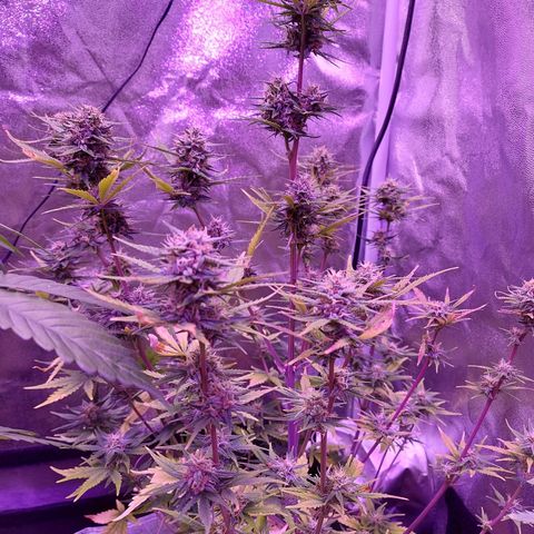 Think Big II growlog timeline photo