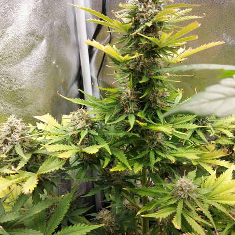 Auto Mazar growlog timeline photo