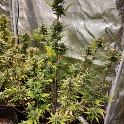 Think Big II growlog timeline photo