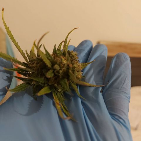 Think Big II growlog photo: 4,24 g