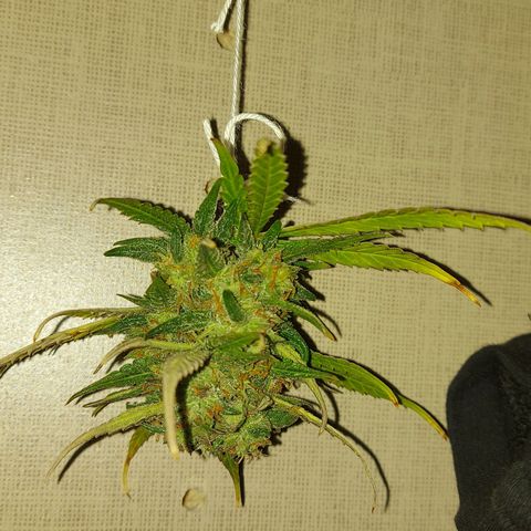 Think Big II growlog photo: 4,24 g
