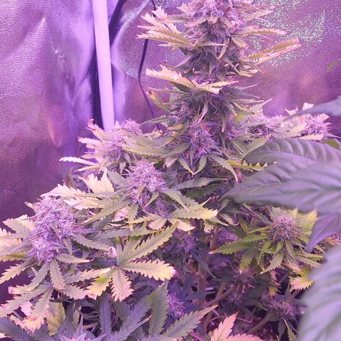 Auto Mazar growlog timeline photo