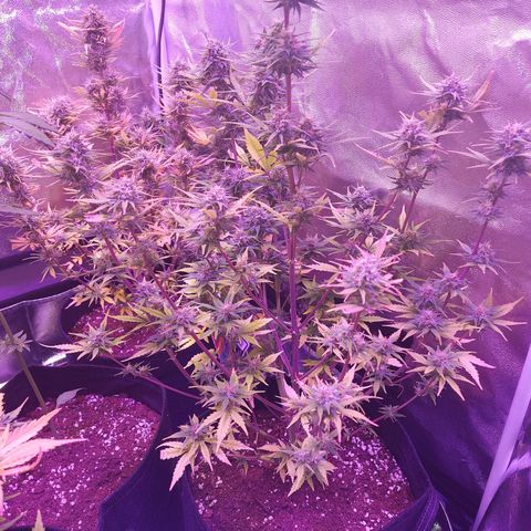 Think Big II growlog timeline photo