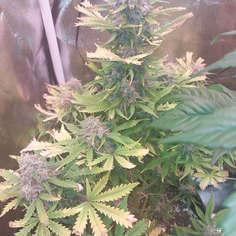 Auto Mazar growlog timeline photo