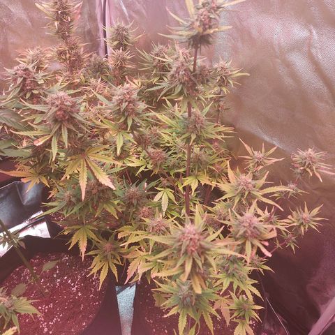 Think Big II growlog timeline photo