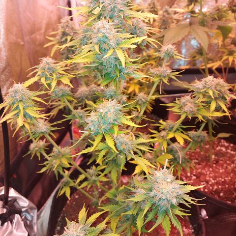 Auto Mazar growlog timeline photo