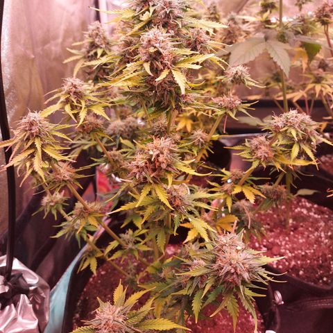 Auto Mazar growlog timeline photo