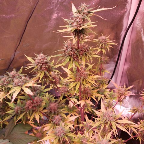 Think Big II growlog timeline photo