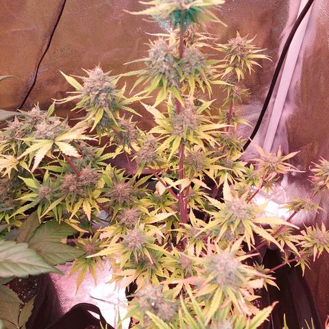 Think Big II growlog timeline photo