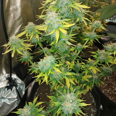 Auto Mazar growlog timeline photo