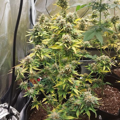 Auto Mazar growlog timeline photo