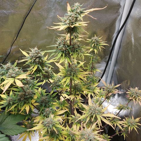 Think Big II growlog timeline photo