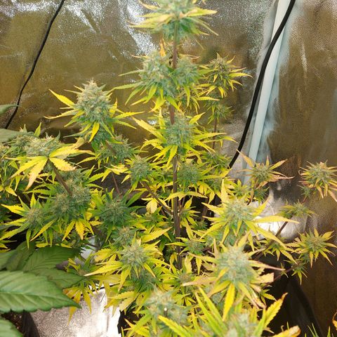 Think Big II growlog timeline photo