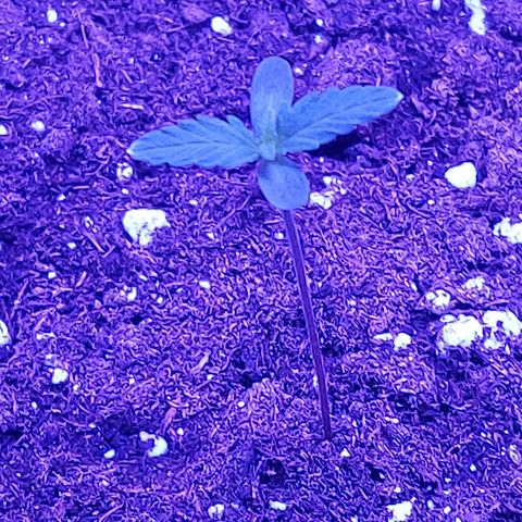 Think Different  growlog timeline photo