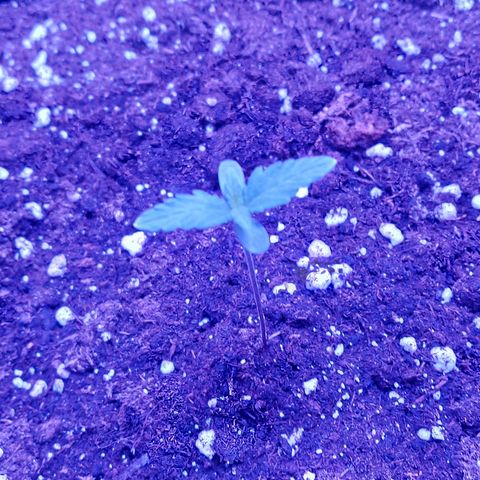 Think Different  growlog timeline photo