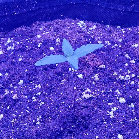 Think Different  growlog timeline photo