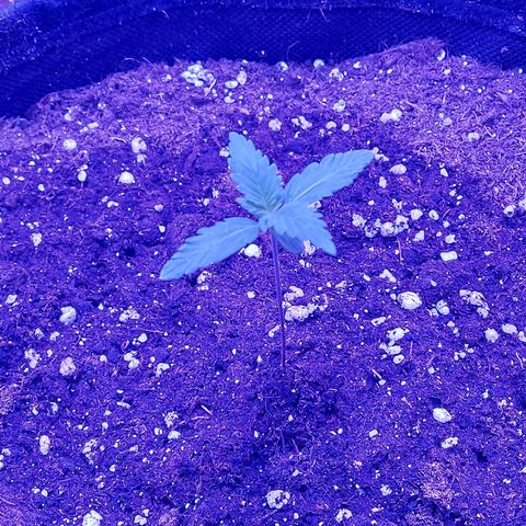 Think Different  growlog timeline photo
