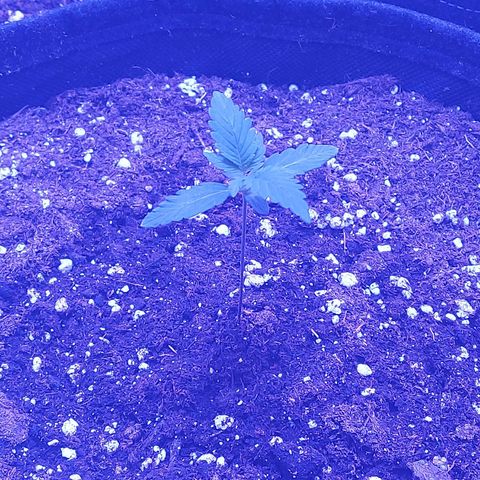 Think Different  growlog timeline photo