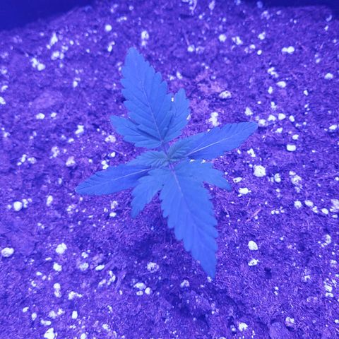 Think Different  growlog timeline photo