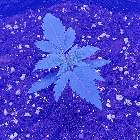 Think Different  growlog timeline photo