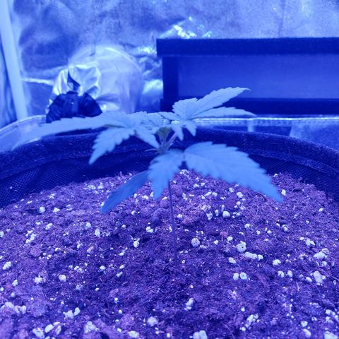 Think Different  growlog timeline photo