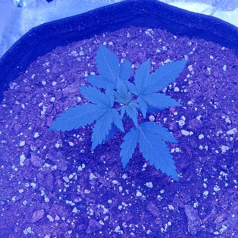 Think Different  growlog timeline photo