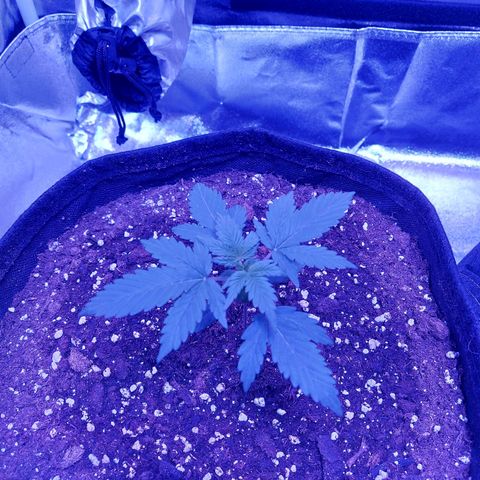 Think Different  growlog timeline photo