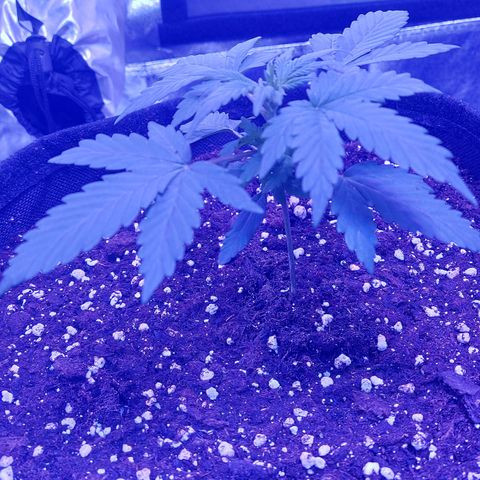 Think Different  growlog timeline photo