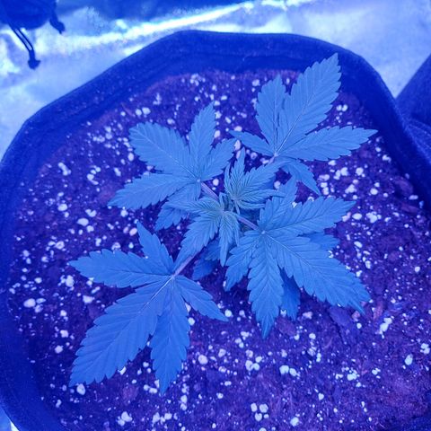 Think Different  growlog timeline photo