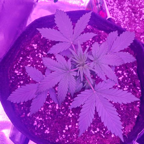 Think Different  growlog timeline photo