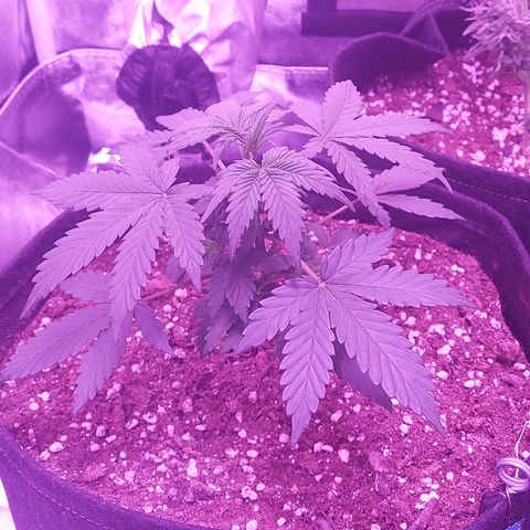 Think Different  growlog timeline photo