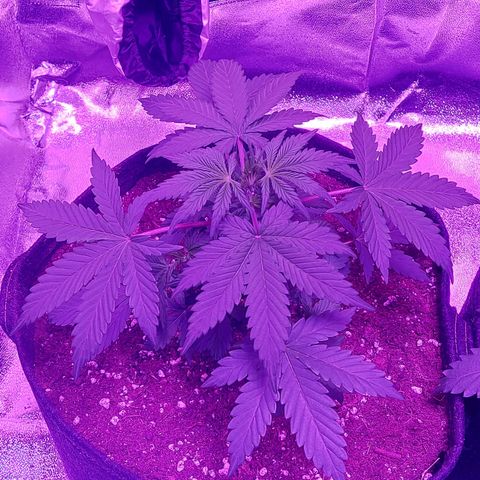 Think Different  growlog timeline photo