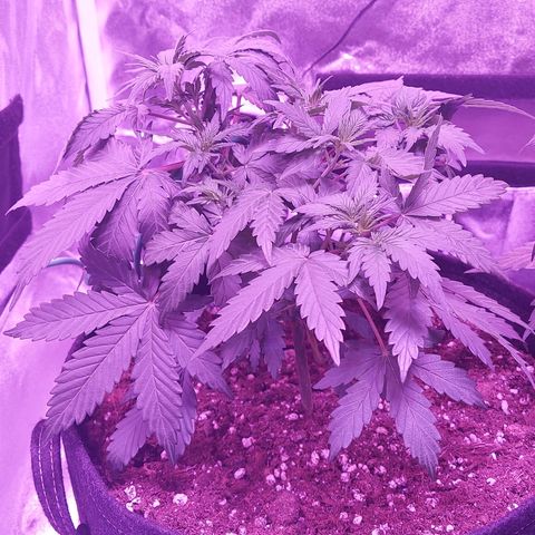 Think Different  growlog timeline photo